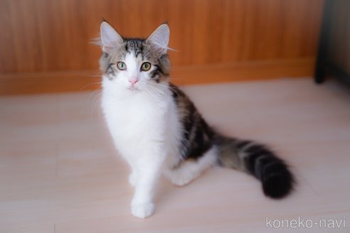 成約済の愛知県のノルウェージャンフォレストキャット-95371の10枚目